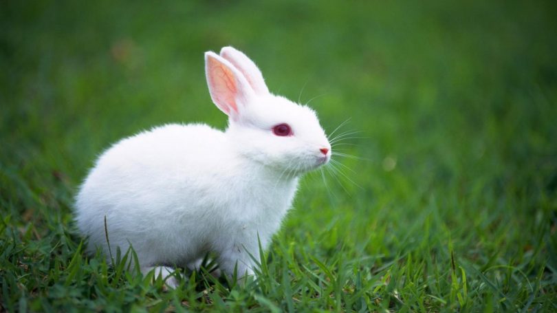 Rüyada Beyaz Tavşan Sevmek - Rüya Meali