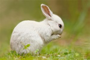 Rüyada Beyaz Tavşan Sevmek - Rüya Meali