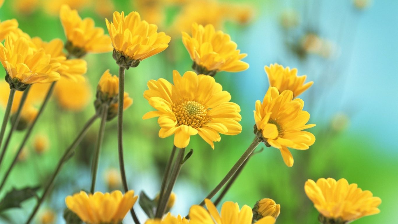 Rüyada Sarı Çiçek Görmek - Rüya Meali
