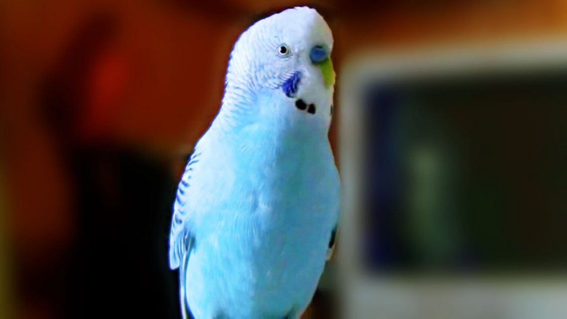 Rüyada Mavi Muhabbet Kuşu Görmek - Rüya Meali