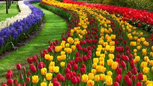 Rüyada Renkli Çiçekli Bahçe Görmek