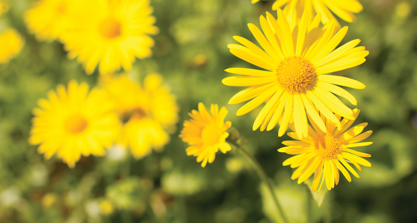 Rüyada Sarı Çiçek Görmek - Rüya Meali