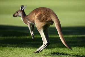 Rüyada Zıplayan Kanguru Görmek