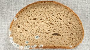 Rüyada Küflü Ekmek Görmek - Rüya Meali