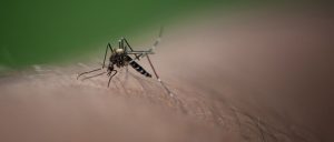 Rüyada Sivrisinek Öldürdüğünü Görmek