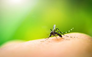 Rüyada Sivrisinek Soktuğunu Görmek