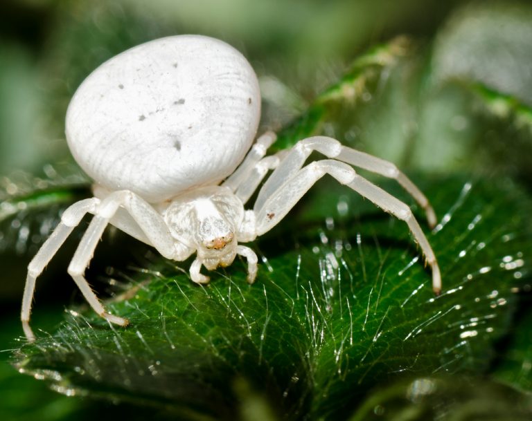 Rüyada Beyaz Örümcek Görmek - Rüya Meali