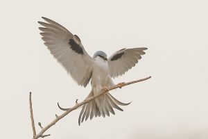 Rüyada Beyaz Taklacı Güvercin Görmek