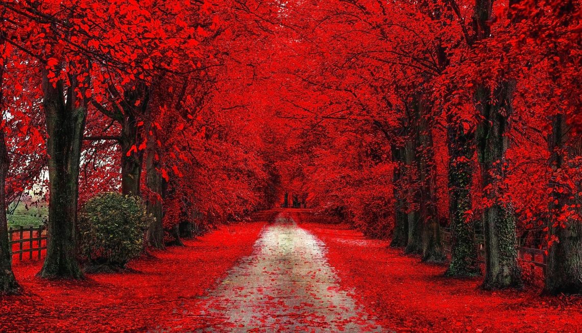 Rüyada Kırmızı Erik Ağacı Görmek - Rüya Meali