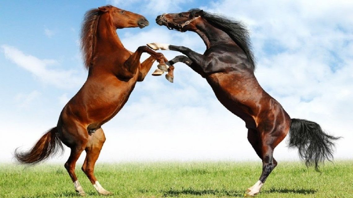Rüyada Atların Kavga Ettiğini Görmek - Rüya Meali