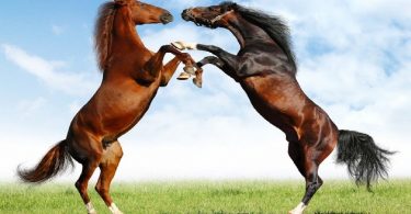 Rüyada Atların Kavga Ettiğini Görmek