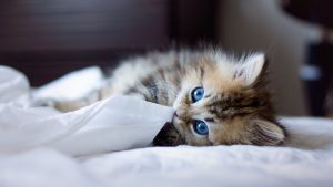 Rüyada Evde Minik Kedi Yavrusu Görmek