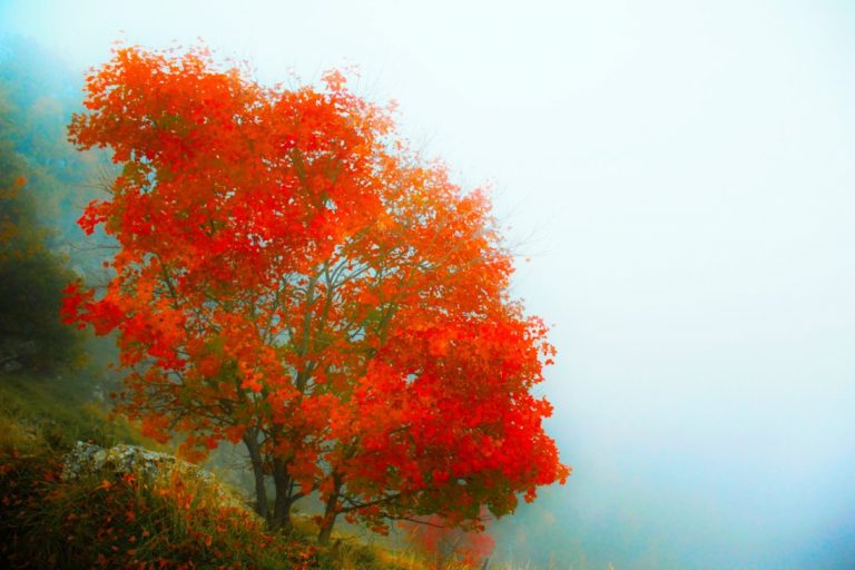 Rüyada Kırmızı Erik Ağacı Görmek - Rüya Meali