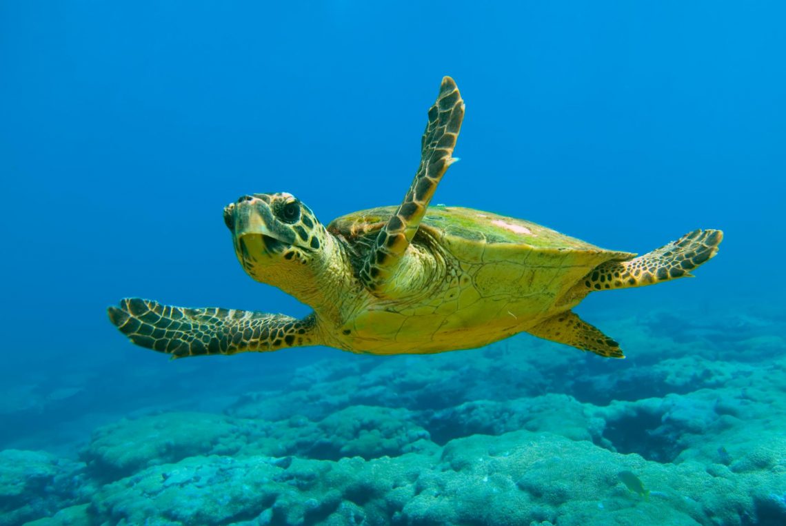 Rüyada Su Kaplumbağası Görmek - Rüya Meali