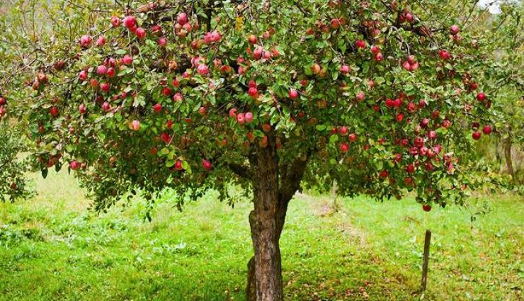 Rüyada Kuru Ağaçtan Elma Toplamak