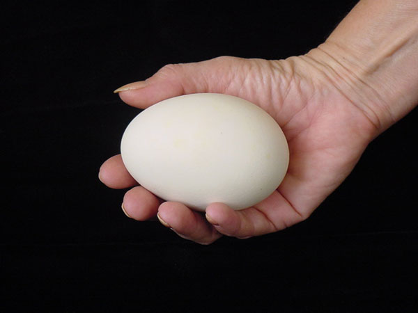 Rüyada Kaz Yumurtası Görmek ve Satmak