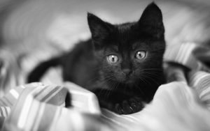 Rüyada Minik Siyah Yavru Kedi Görmek