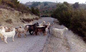 Rüyada Keçi Koyun Sürüsü Görmek - Rüya Meali