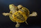 Rüyada Su Kaplumbağa Görmek