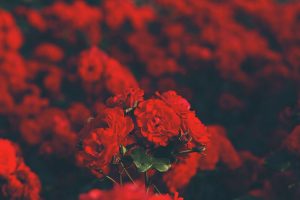 Rüyada Kırmızı Karanfil Çiçeği Görmek
