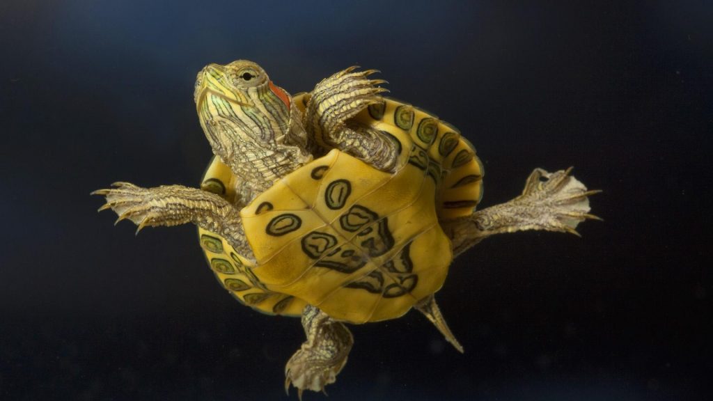 Rüyada Su Kaplumbağası Görmek - Rüya Meali