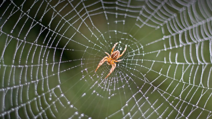 Rüyada Evde Örümcek Görmek - Rüya Meali