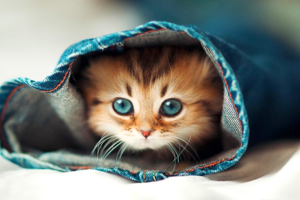 Rüyada Küçük Kedi Yavrusu Görmek - Rüya Meali