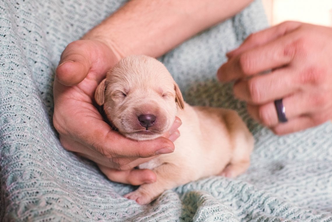 Rüyada Yeni Doğmuş Köpek Yavrusu Görmek - Rüya Meali