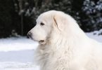Rüyada Büyük Beyaz Köpek Görmek