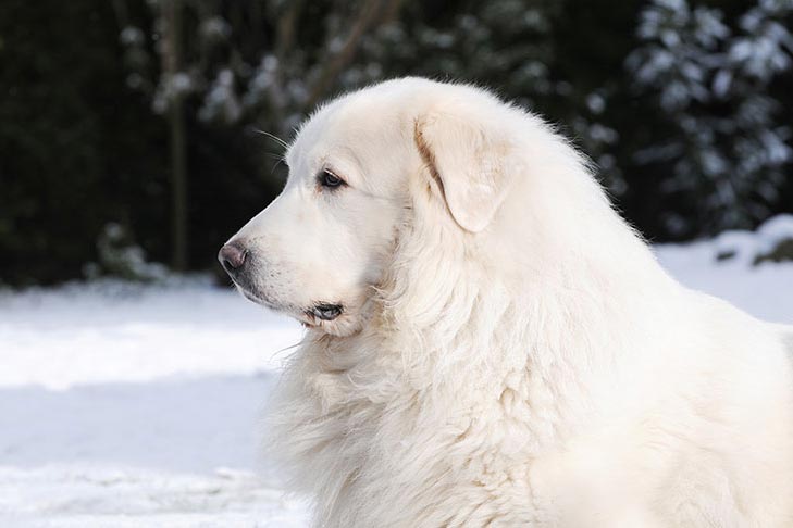 Rüyada Büyük Beyaz Köpek Görmek - Rüya Meali