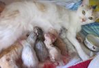 Rüyada Doğum Yapan Kedi Görmek