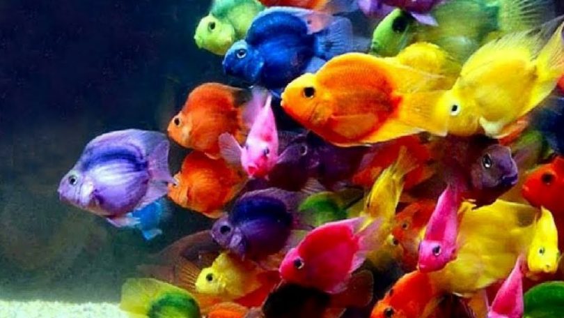 Rüyada Rengarenk Balıklar Görmek