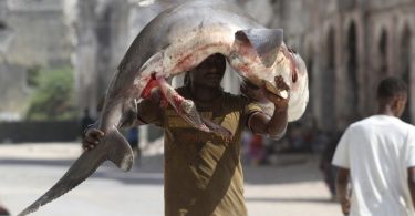 Rüyada Köpek Balığı Öldürmek