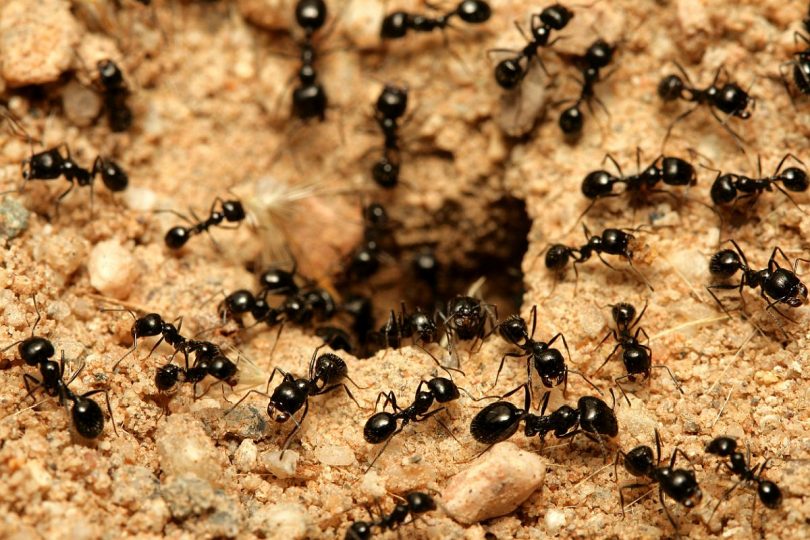 Rüyada Karınca Topluluğu Görmek