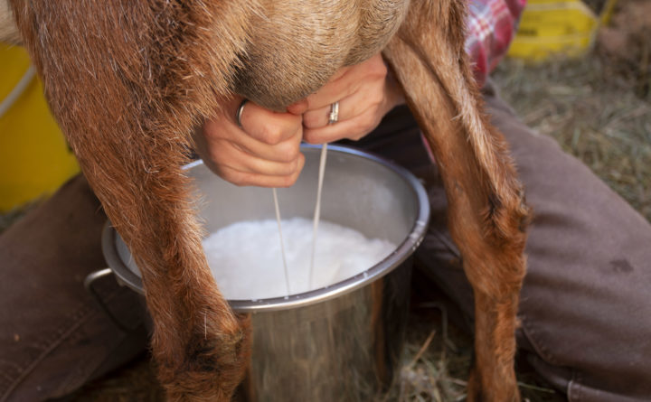 Rüyada Keçi Sütü Sağmak