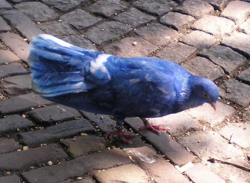 Rüyada Mavi Güvercin Yakalamak