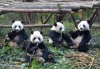 Rüyada Panda Yavrusu Görmek