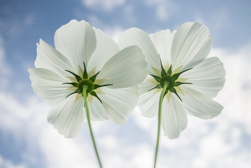Rüyada Beyaz Çiçek Almak - Rüya Meali