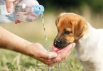 Rüyada Köpeğe Su Vermek