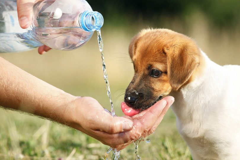 Rüyada Köpeğe Su Vermek