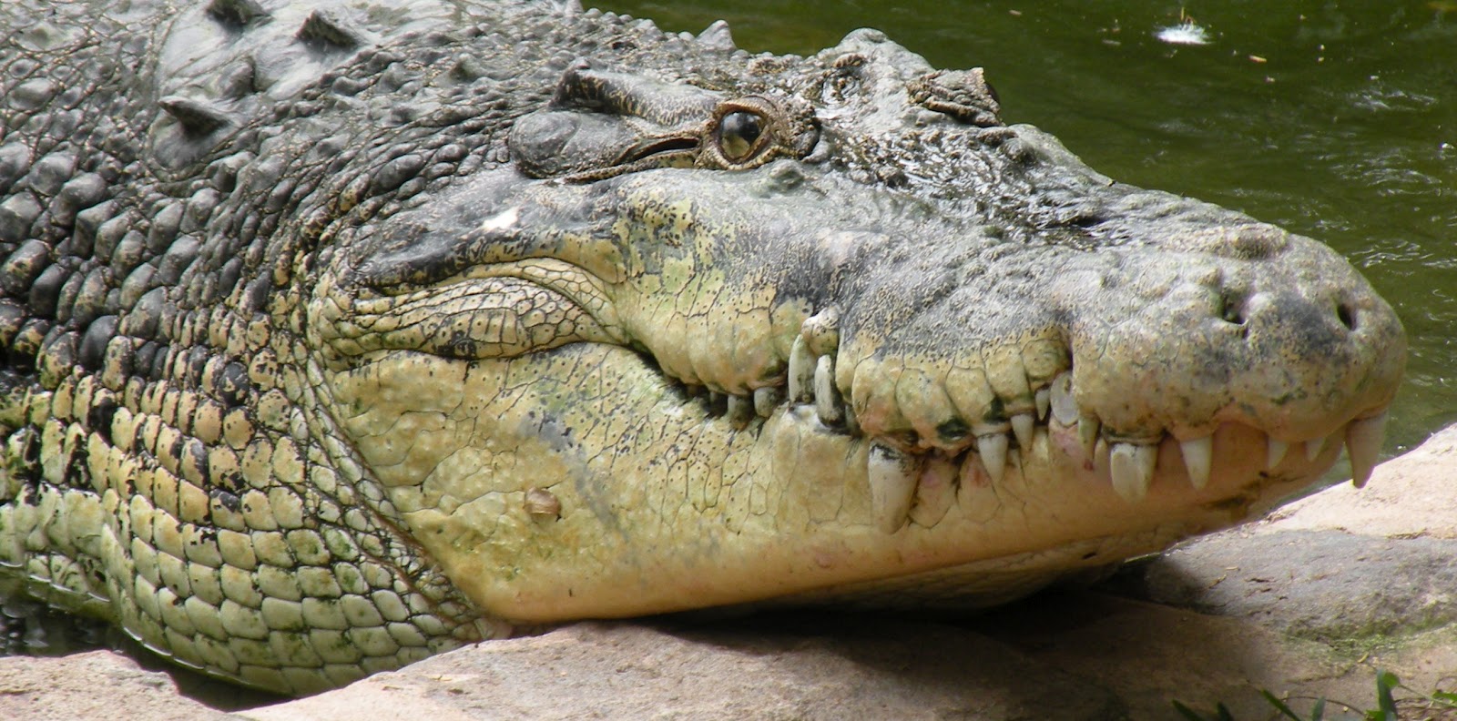 Гребнистый крокодил vs Нильский крокодил