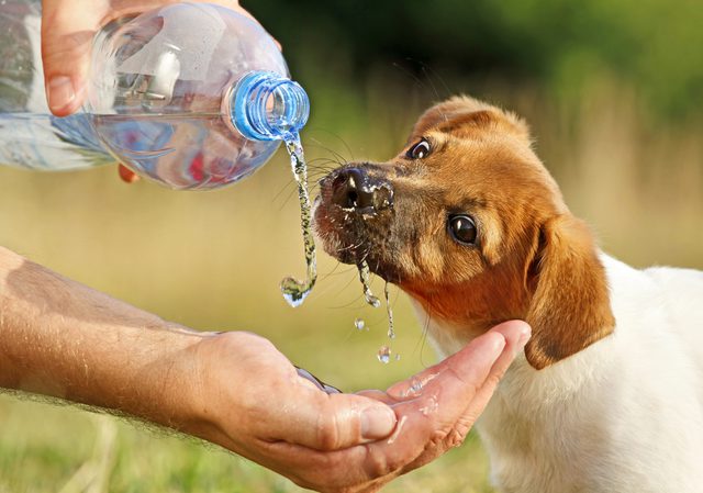 Rüyada Köpeğe Su Vermek - Rüya Meali