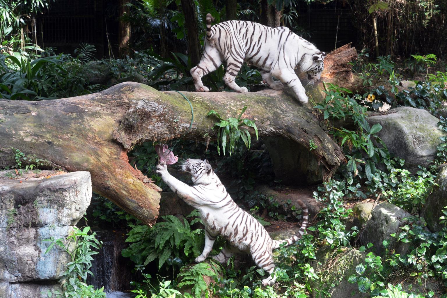Rüyada Küçük Hayvanat Güzel Bahçesi Yapıldığını Görmek