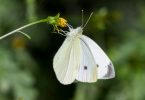 Rüyada Beyaz Kelebek Görmek