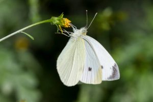 Rüyada Beyaz Kelebek Görmek - Rüya Meali