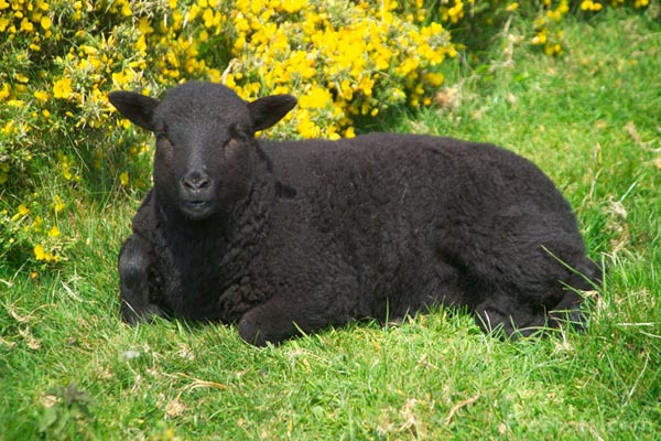 Rüyada Büyük Siyah Boynuzlu Koyun Beslemek Görmek