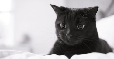 Rüyada Kedi Pisliği Görmek