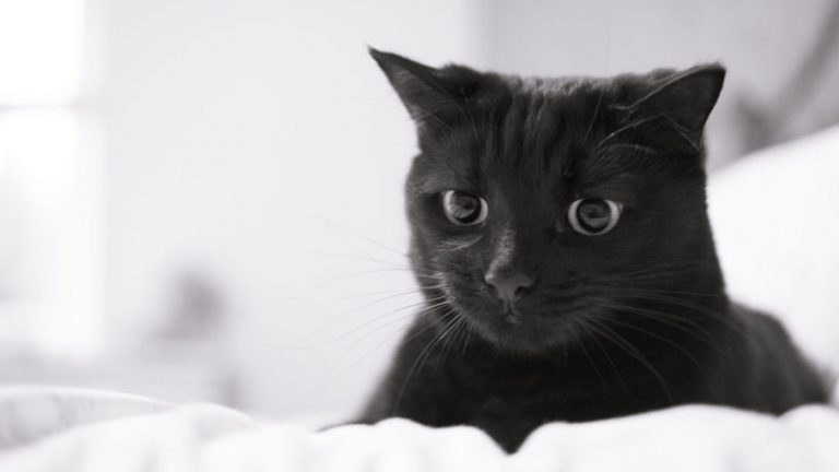 Rüyada Kedi Pisliği Görmek - Rüya Meali