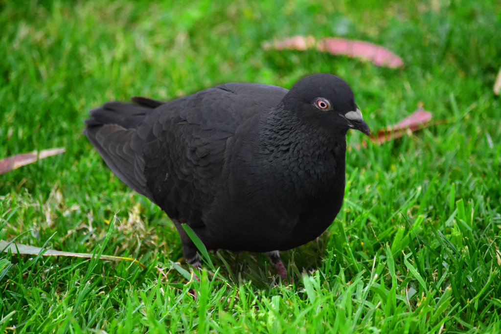 Rüyada Siyah Güvercin Görmek - Rüya Meali