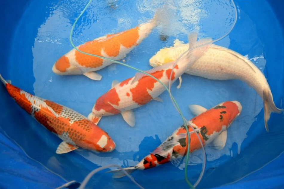 Rüyada Kırmızı Japon Balığı Görmek
